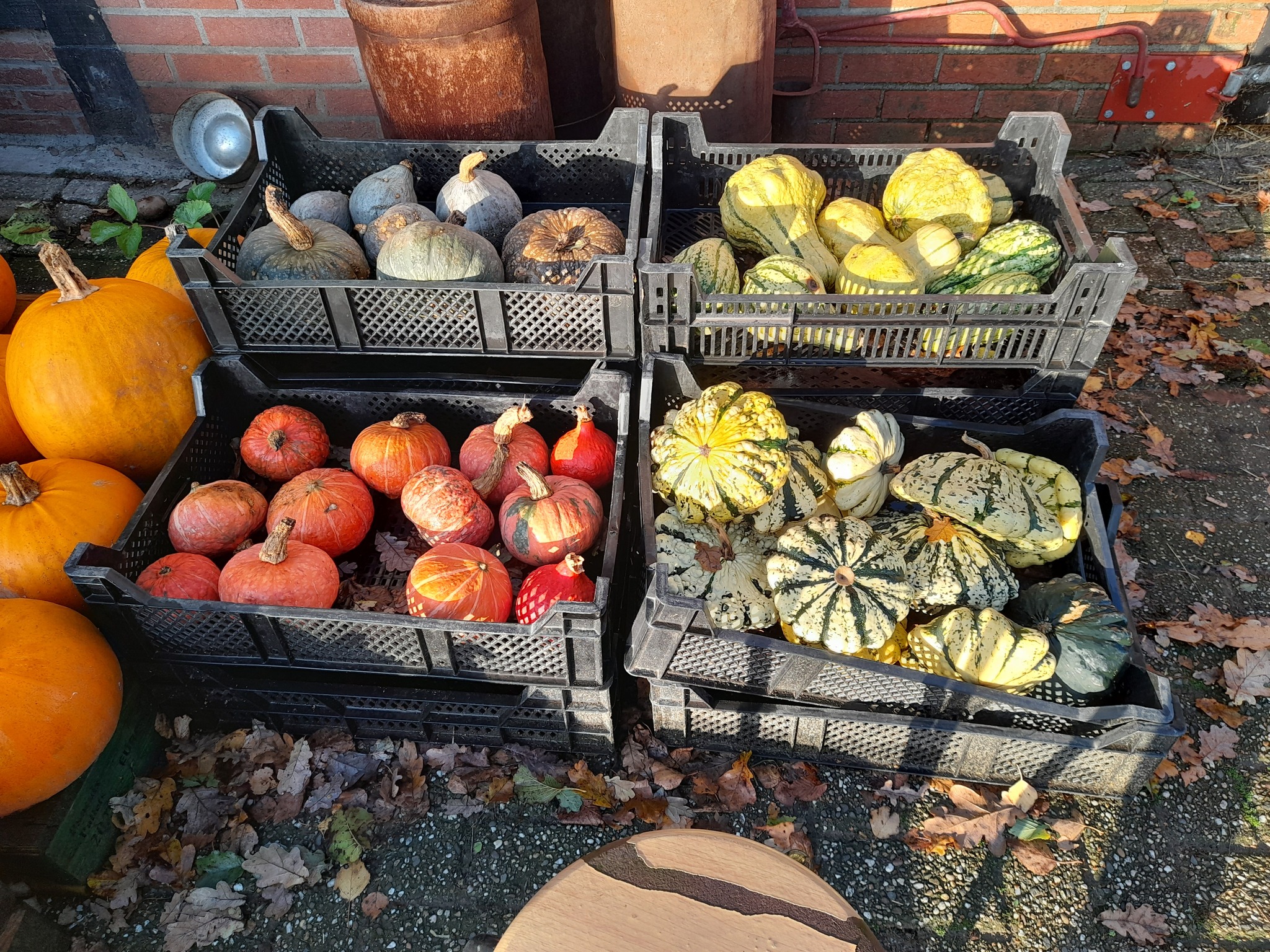 Uitverkoop pompoenen bij Boerderijwinkel Lensink in Lintelo
